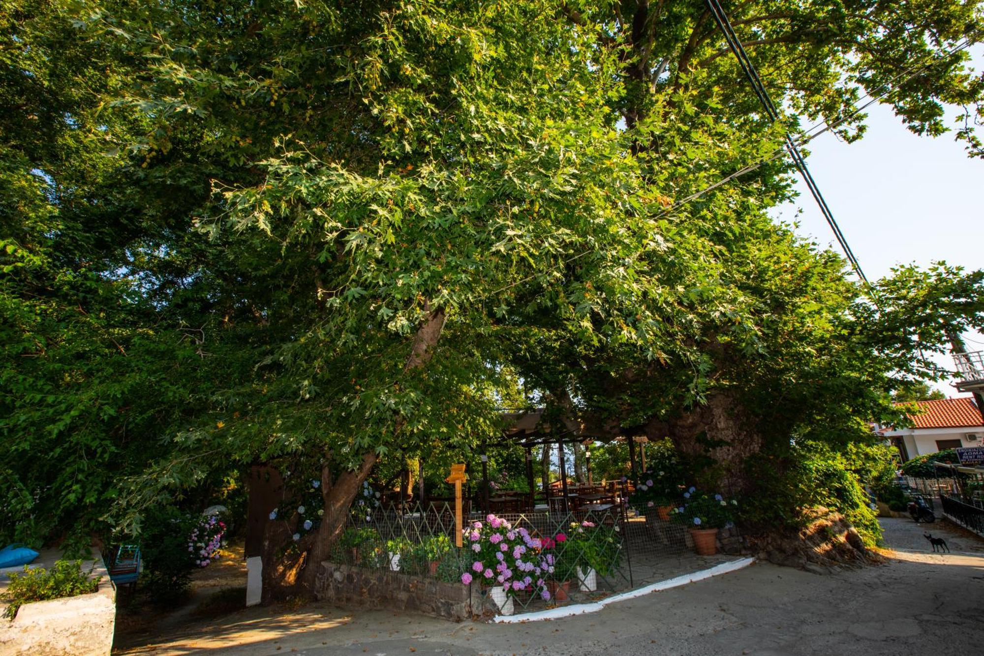 Psarotherma Rooms Samothráki
